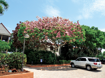 Apple deals blossom tree